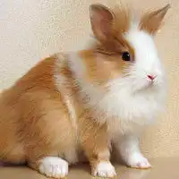 微信头像小动物图片兔子呆萌微信头像图片大全