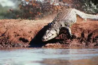 草原上的王者,老三是花豹,老二是鬣狗,老大是谁