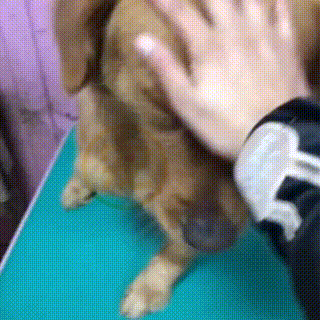 店门口骨瘦如柴的金毛,绝望的眼神让人心疼,被救后它竟满眼泪水