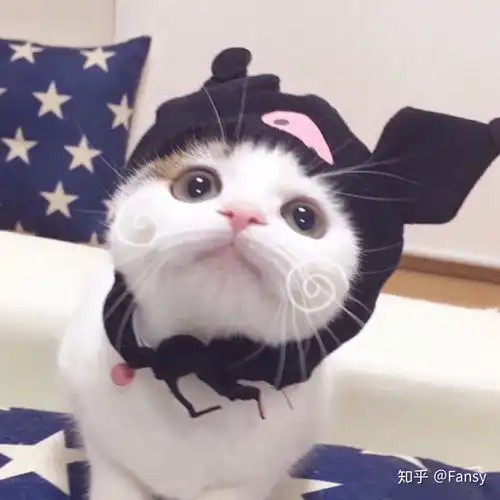 微信情侣头像猫咪可爱