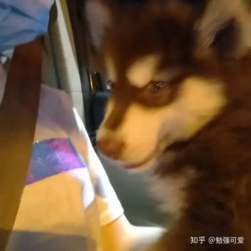在淘宝上买宠物靠谱吗