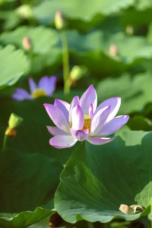 想开了,甚荷我意