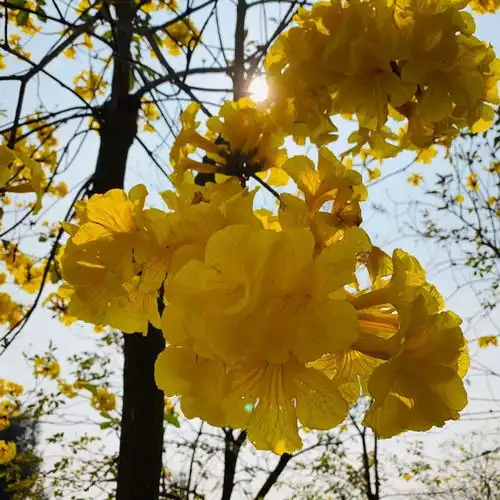 超美厦门这里的黄花风铃木惊艳绽放趁花期,打卡去