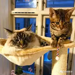 害羞猫头像