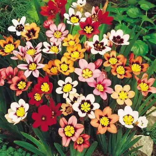 这5种花越养越上瘾,开花超漂亮,家里养上几盆,花繁色艳好看又好养腾讯新闻