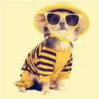 猫咪戴墨镜头像微信头像图片大全