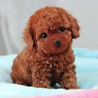 可爱泰迪狗图片头像微信头像图片大全