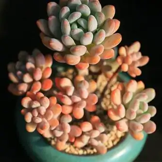 多肉植物灯美人怎么养