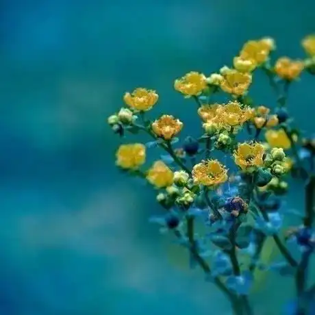 一路烟花过罢,又迎一路繁花