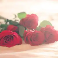 五颜六色绽放的唯美意境花朵头像,像一张张美丽可爱的脸儿