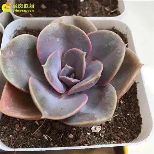 男女朋友生日礼物送多肉植物多肉联萌