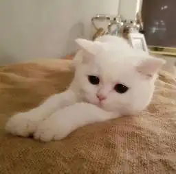 要爱就狠爱,要分手就果断的星座女