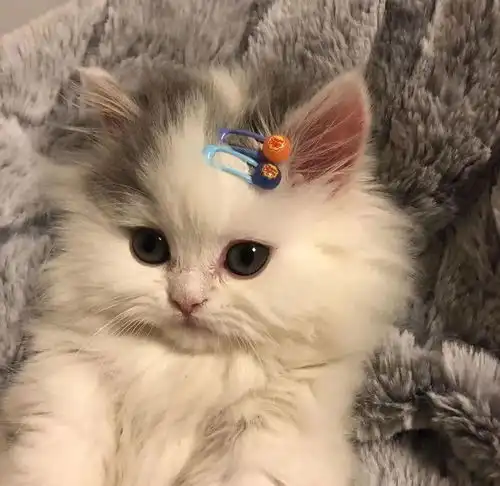 可爱小猫微信头像