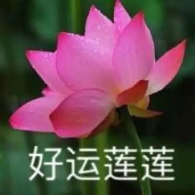 佛的头像微信头像女生莲