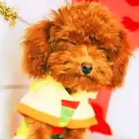 超萌超可爱的萌宠泰迪狗微信头像图片大全