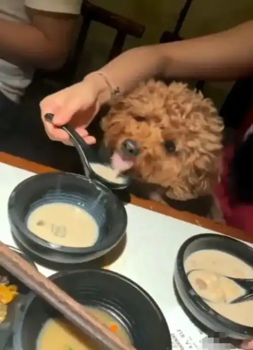 无锡女子用餐勺舀汤喂宠物店长餐具都扔掉了