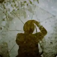 唯美带花的欧美女生qq个性头像别说你爱我多在乎我我不想听