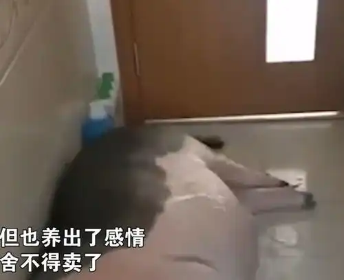 辽宁一女子买迷你宠物猪,4年长成350斤大肥猪,因有感情舍不得卖
