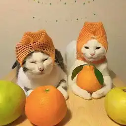 碰到这种丧心病狂的主人也是够了