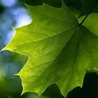 微信头像绿色环保微信头像图片大全