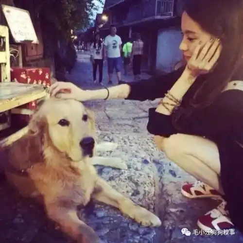 请给导盲犬一席之地台湾视障大学生餐厅吃饭被邻桌驱逐我孩子怕狗,能不能离远点