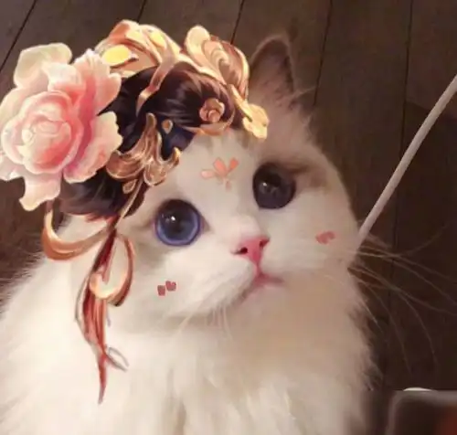 王者荣耀杨玉环猫咪头像怎么得获取技巧分享