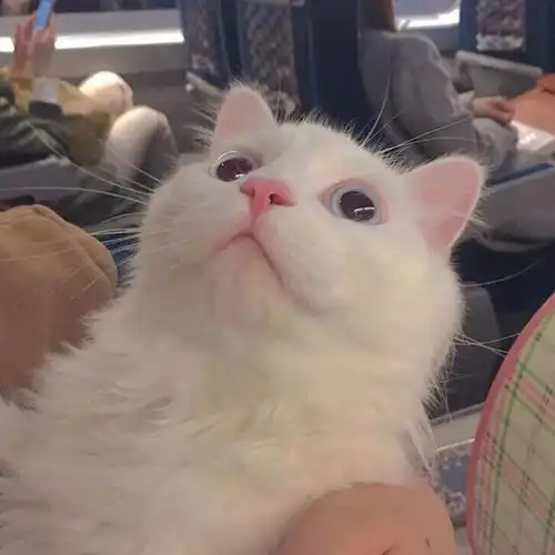 有福气的微信头像女生猫