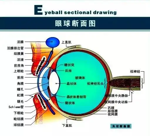 最全的眼科解刨图
