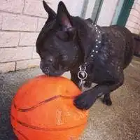 微信萌宠狗狗头像呆萌可爱小萌宠狗狗来一波