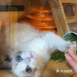 电话,地址,价格,营业时间成都宠物