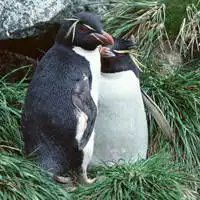 可爱的小企鹅头像