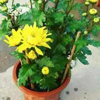 代表象征的花微信头像图片大全微信头像图片大全