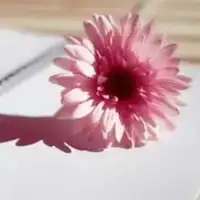 唯美花草头像图片大全微信头像图片大全