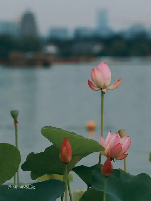 西安旅游推荐大唐芙蓉园的荷花已经开了,就等你来赏了
