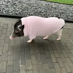 疯狂宠物猪猪年流行养猪有的猪因过重遭主人遗弃