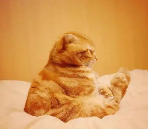橘猫发现自己的食物被同伴吃了,一生气直接把同伴给坐在身下,真是霸道