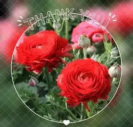 最新版早上好鲜花漂亮美女图片问候祝福语录大全