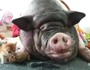 宠物猪长成300斤巨猪因鼾声过大请5名大汉扛走