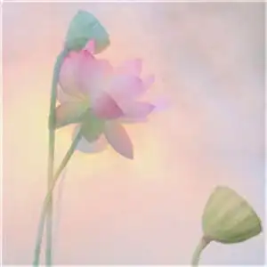 唯美带花女生头像清新