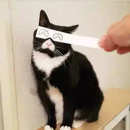 日本一只嘴上有心心的网红猫咪,却被铲屎官做成了表情包