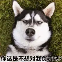 女孩遭没栓绳宠物狗惊吓,她的父亲却被狗主人殴打致死