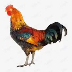 头像女生宠物大公鸡