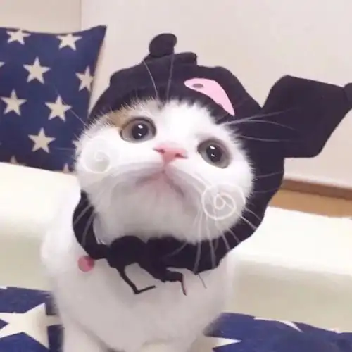 自闭头像女猫咪