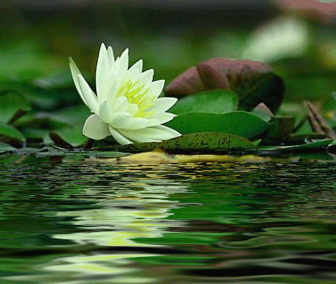 博斯腾湖8万亩睡莲竞相开放