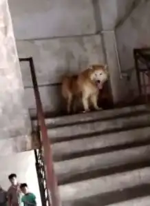 咬伤女孩宠物狗被主人转移9岁女孩被狗扑倒撕咬10分钟