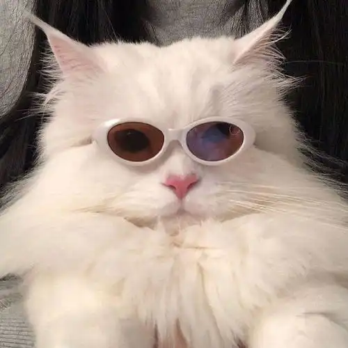 有没有类似于这种的沙雕动物头像