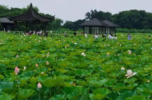 绍兴5处赏荷圣地发布