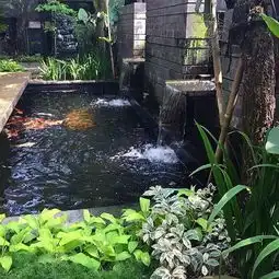 禅意头像女锦鲤鱼池