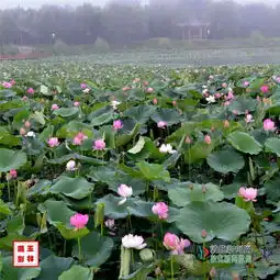 敦化新闻网图片频道圣莲池依山傍水景美荷美人更美56