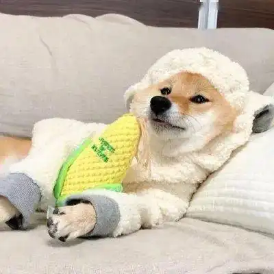 石河子养狗养猫的注意了